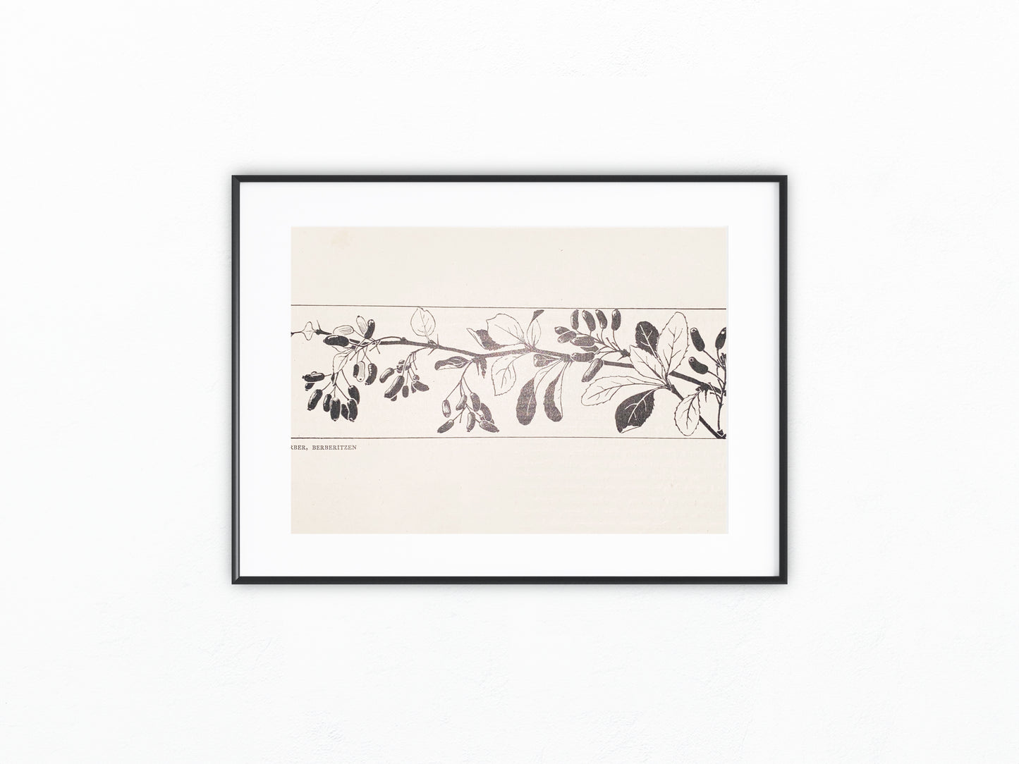 Art Nouveau Jugendstildruck Fräulein Ferber Berberitzen 1900 | Original Grafik Vintage