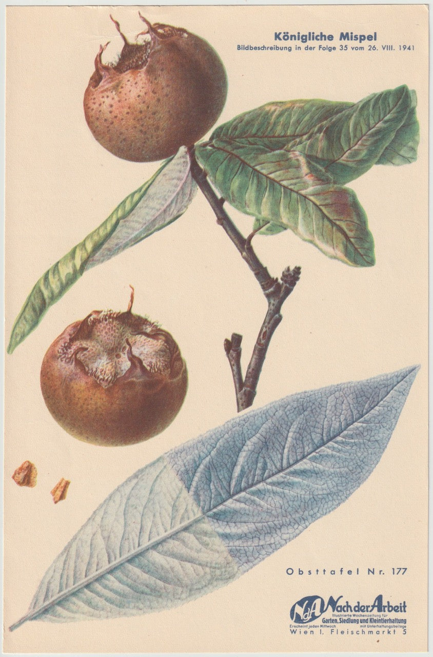 Original Obsttafel Mispel 1941 | Königliche Mispel
