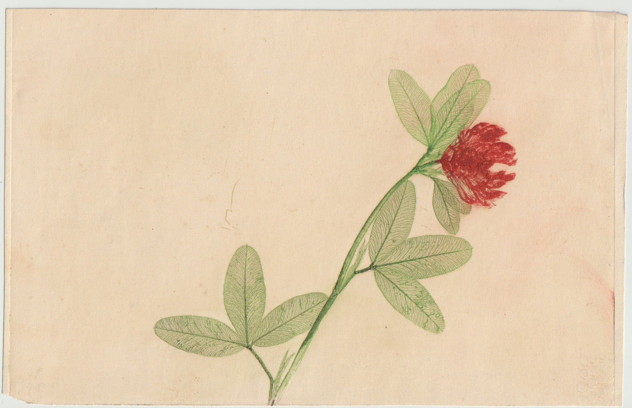 Klee Naturselbstdruck 1899 Originaldruck