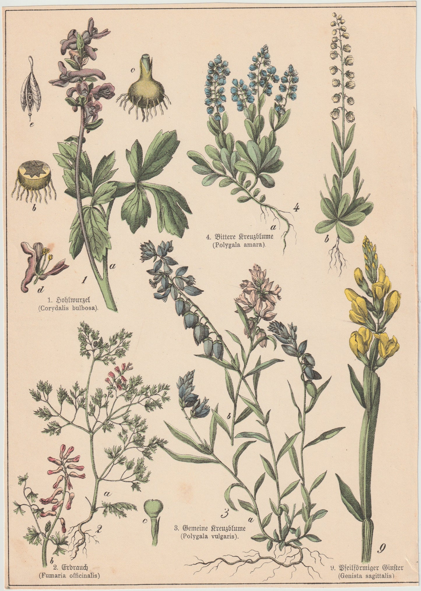 Originaltafel Kreuzblumen & Erdrauch 1895
