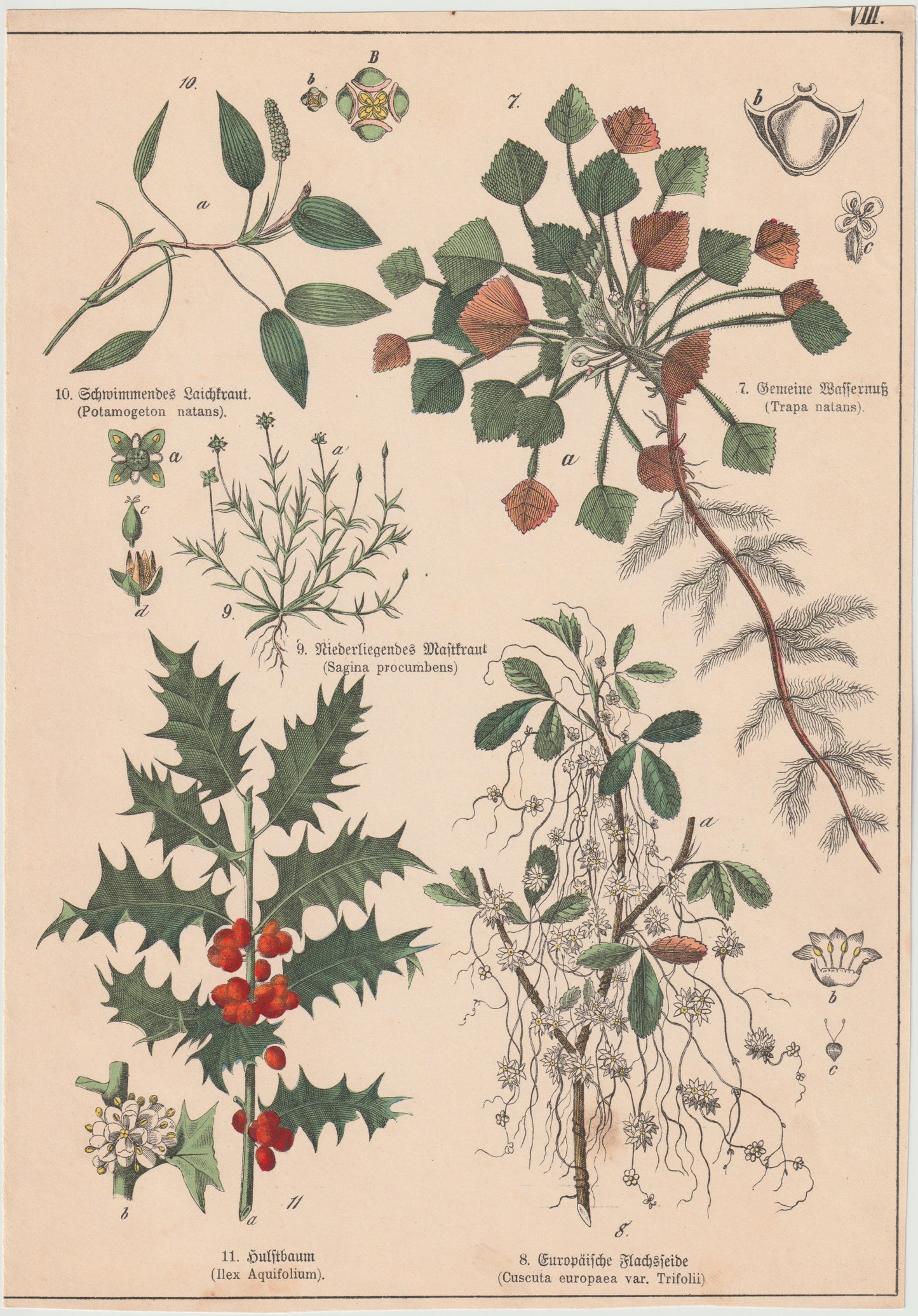 Originaltafel Ilex Wasserlinse Wassernuss 1895
