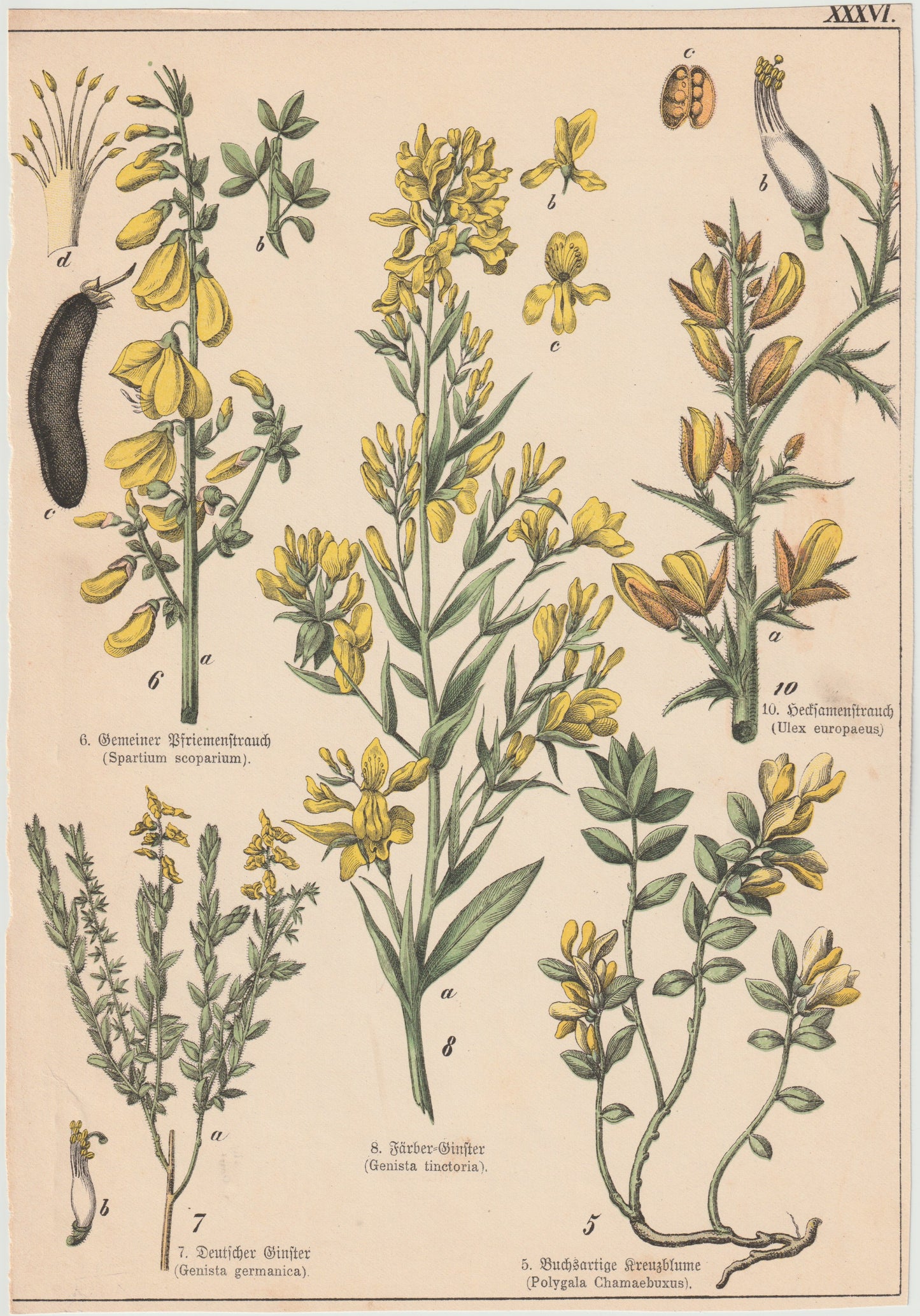 Originaltafel Ginster & Kreuzblumen 1895
