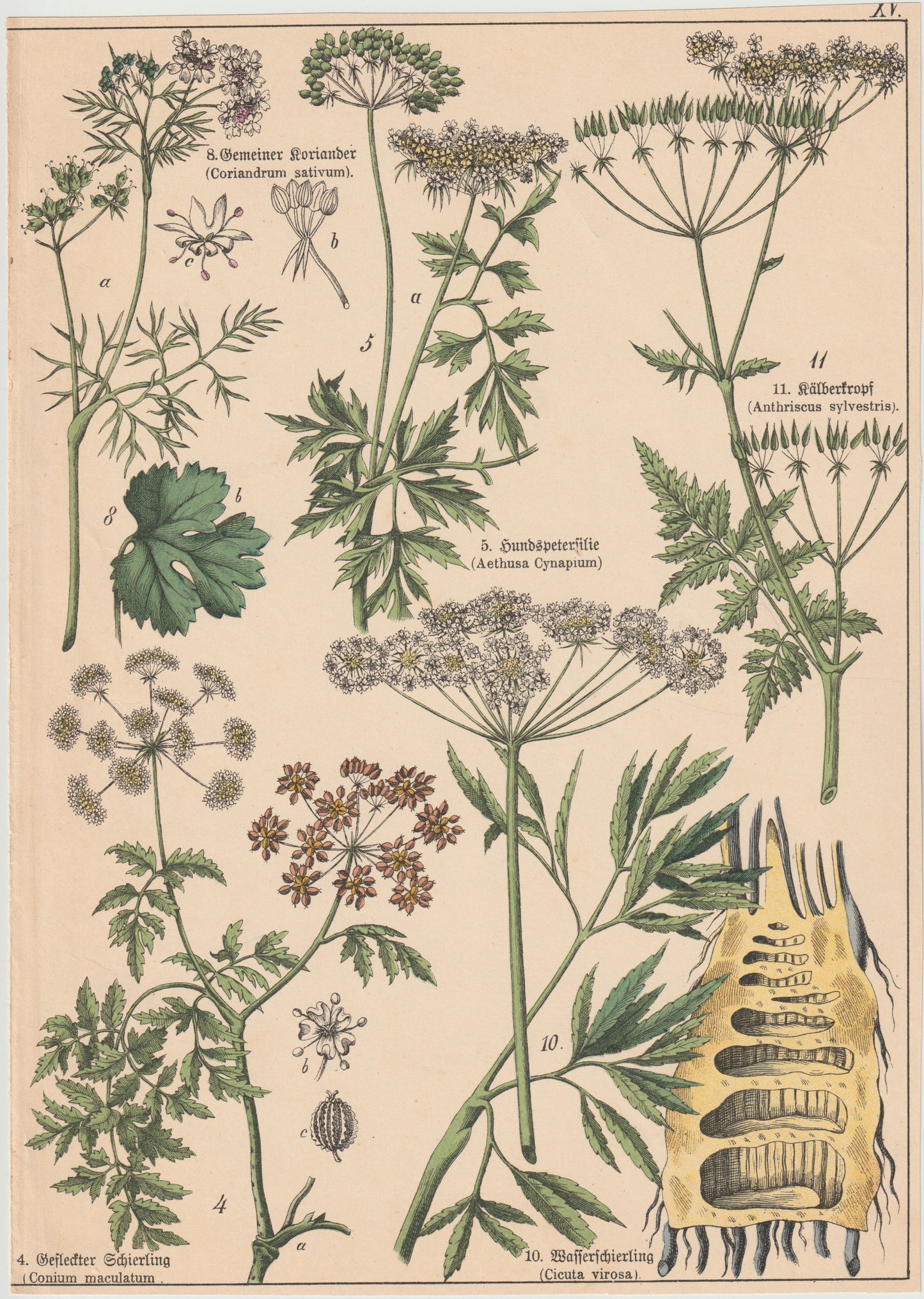 Originaltafel Giftpflanzen & Küchenkräuter 1895