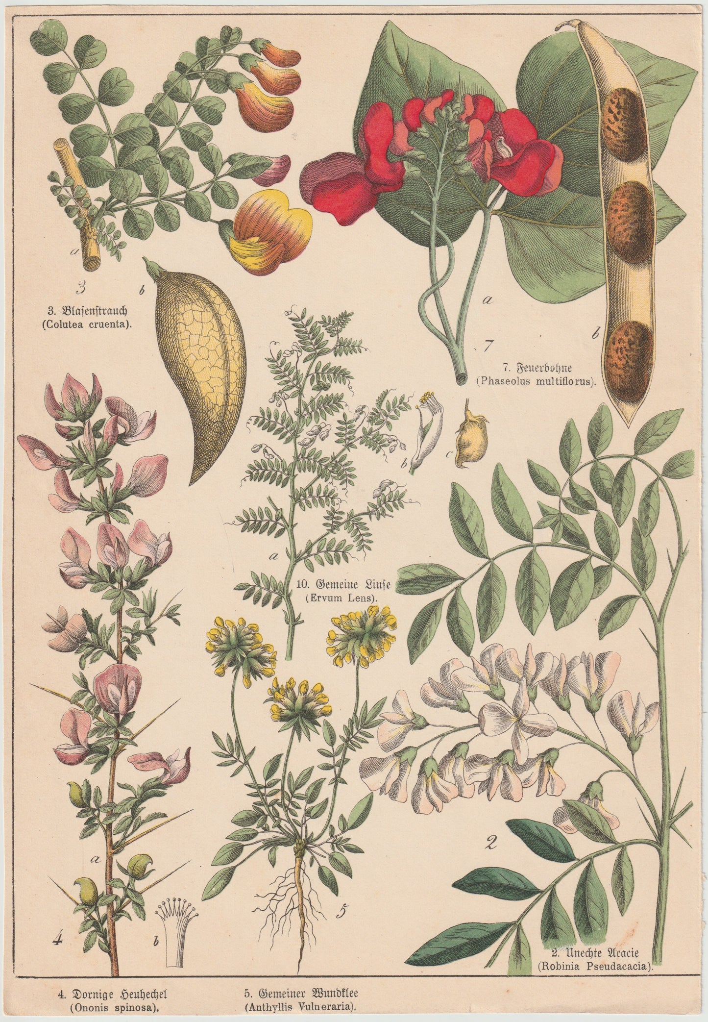 Botanische Tafel Hülsenfrüchte – Linse, Feuerbohne, Robinie 1895