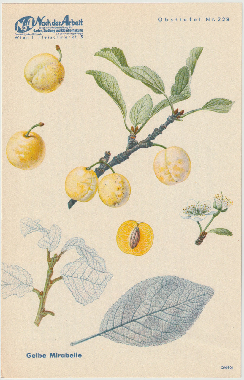 Vintage Obsttafel Gelbe Mirabelle 1940
