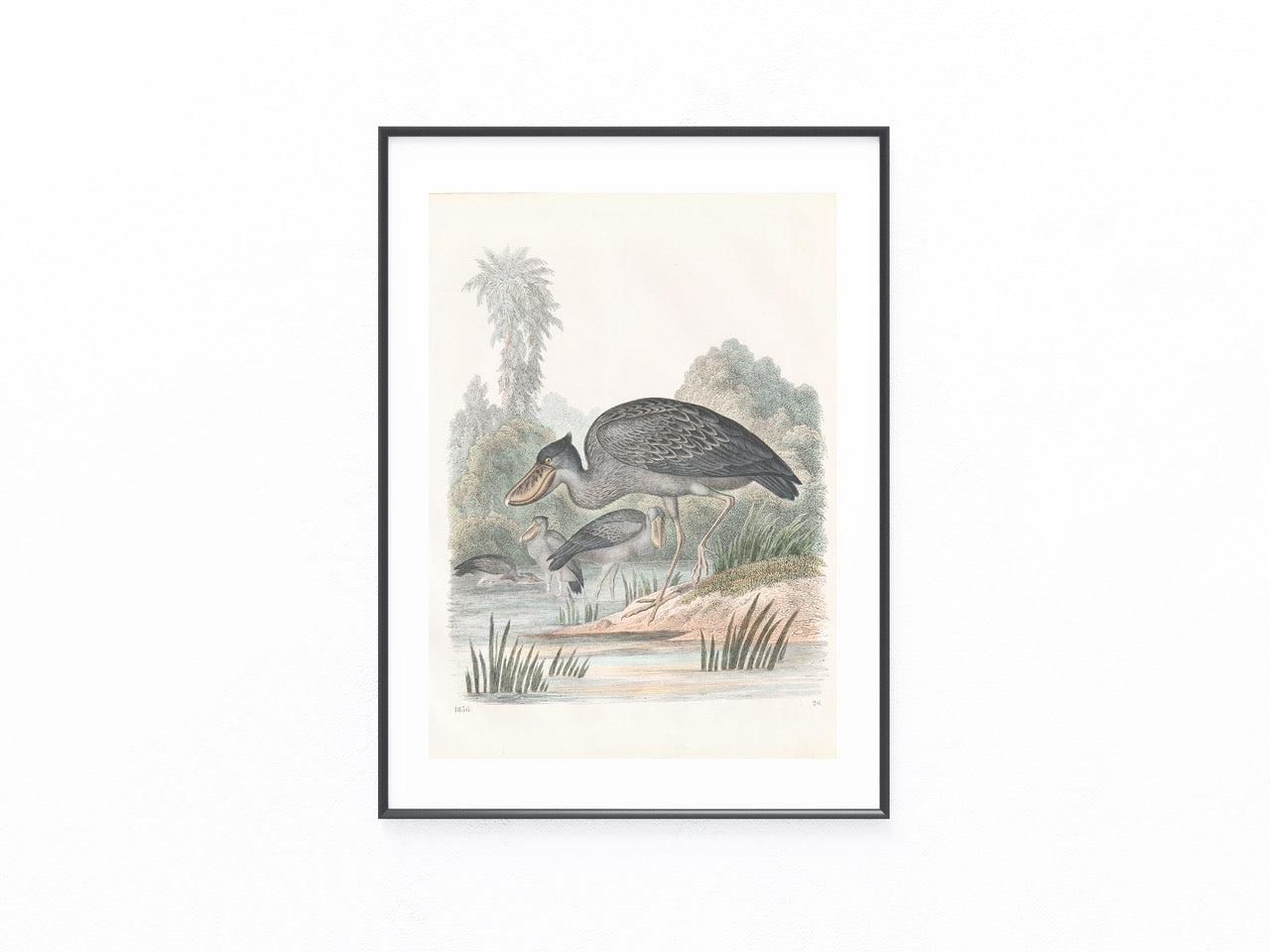 Original Schuhschnabel Tafel 1856 Vogel Lithografie