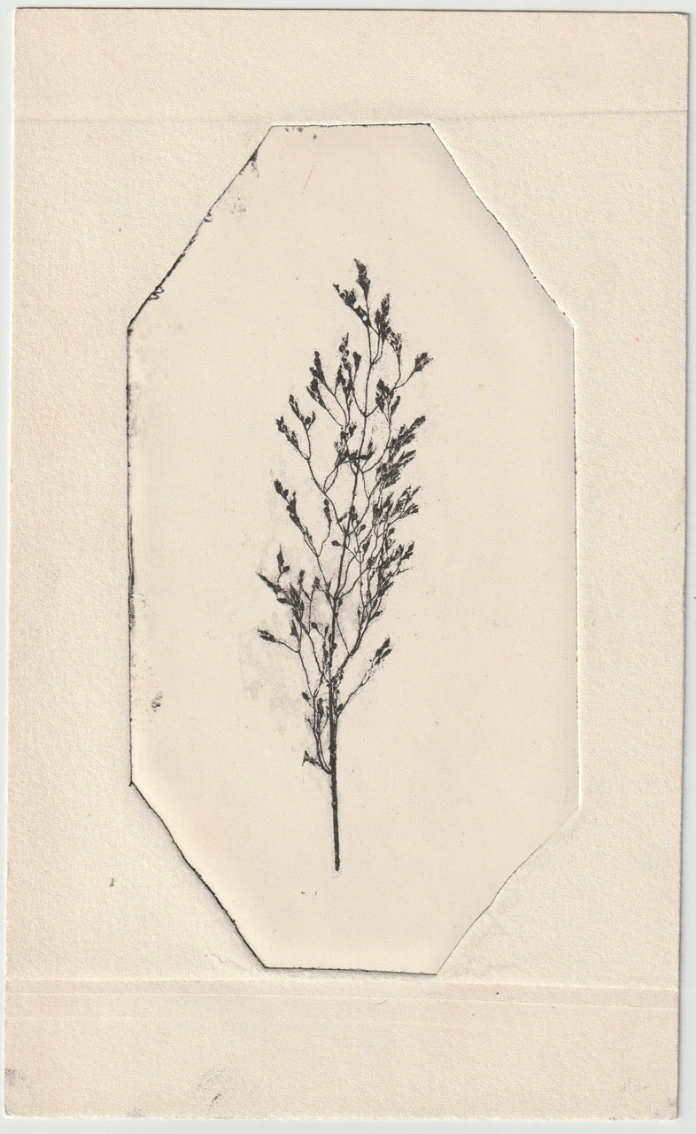 Naturselbstdruck filigraner Zweig 1937 Originaldruck signiert