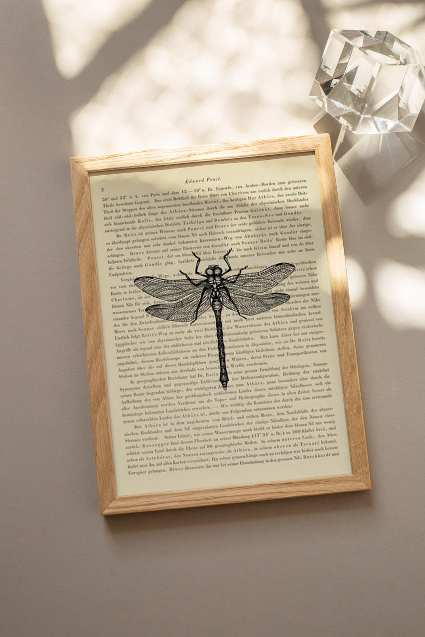 Libelle