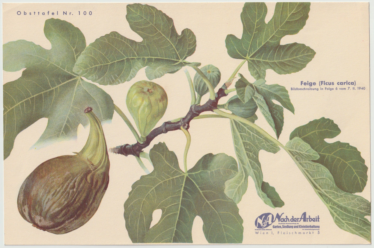 Vintage Obsttafel Feige Ficus carica 1940