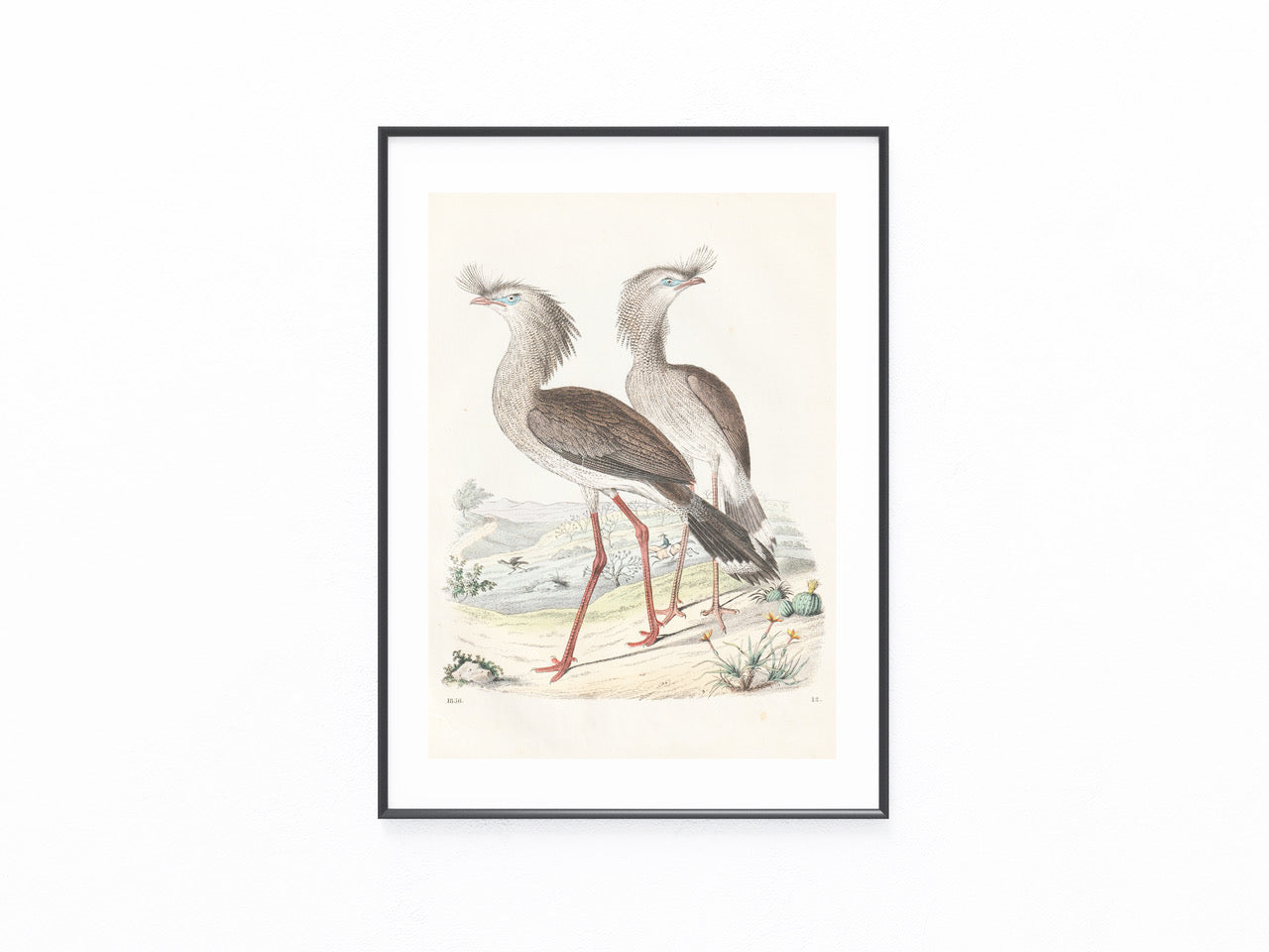 Original Sekretärvogel Tafel 1856 Vogel Lithografie
