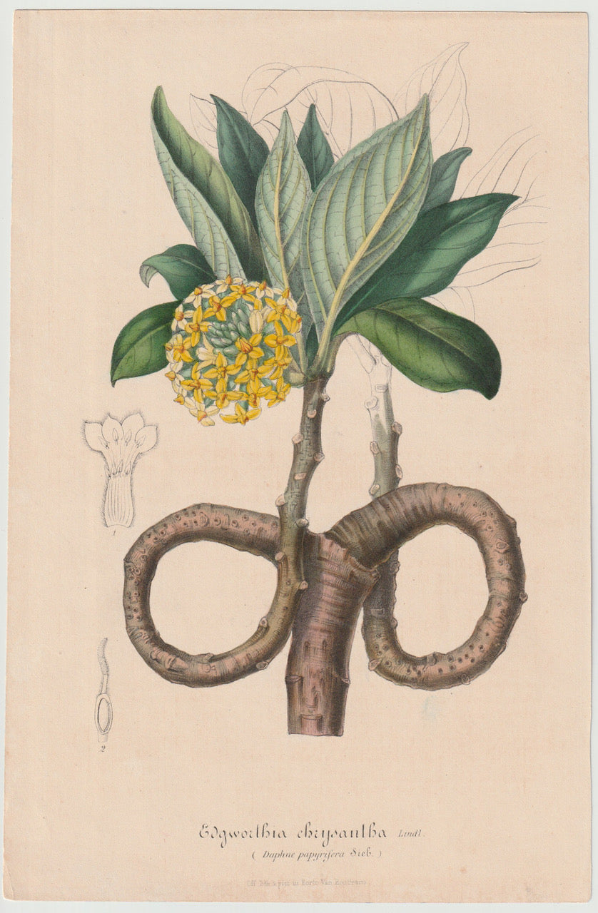 Edgeworthia chrysantha 1850 | kolorierter Originaldruck