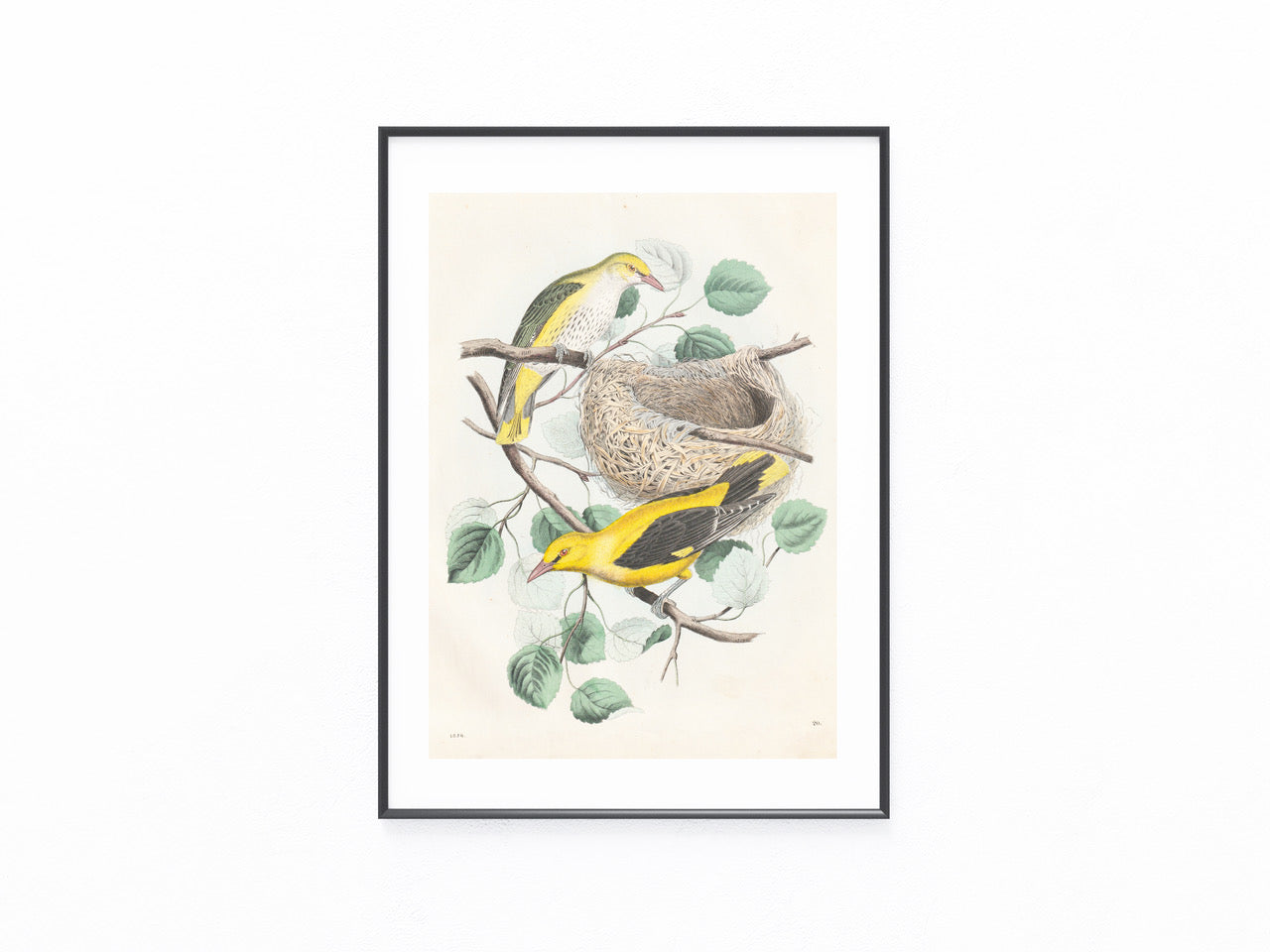 Original Pirol Tafel 1858 seltene Vogel Lithografie