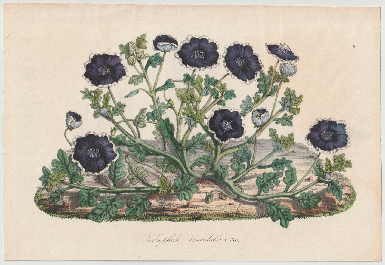 Nemophila discoidalis 1850 | kolorierter Originaldruck