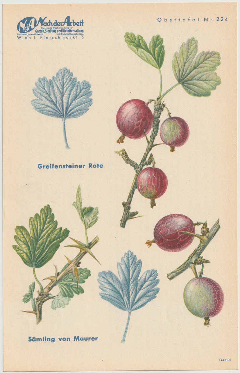 Stachelbeere Vintage Obsttafel original 1940