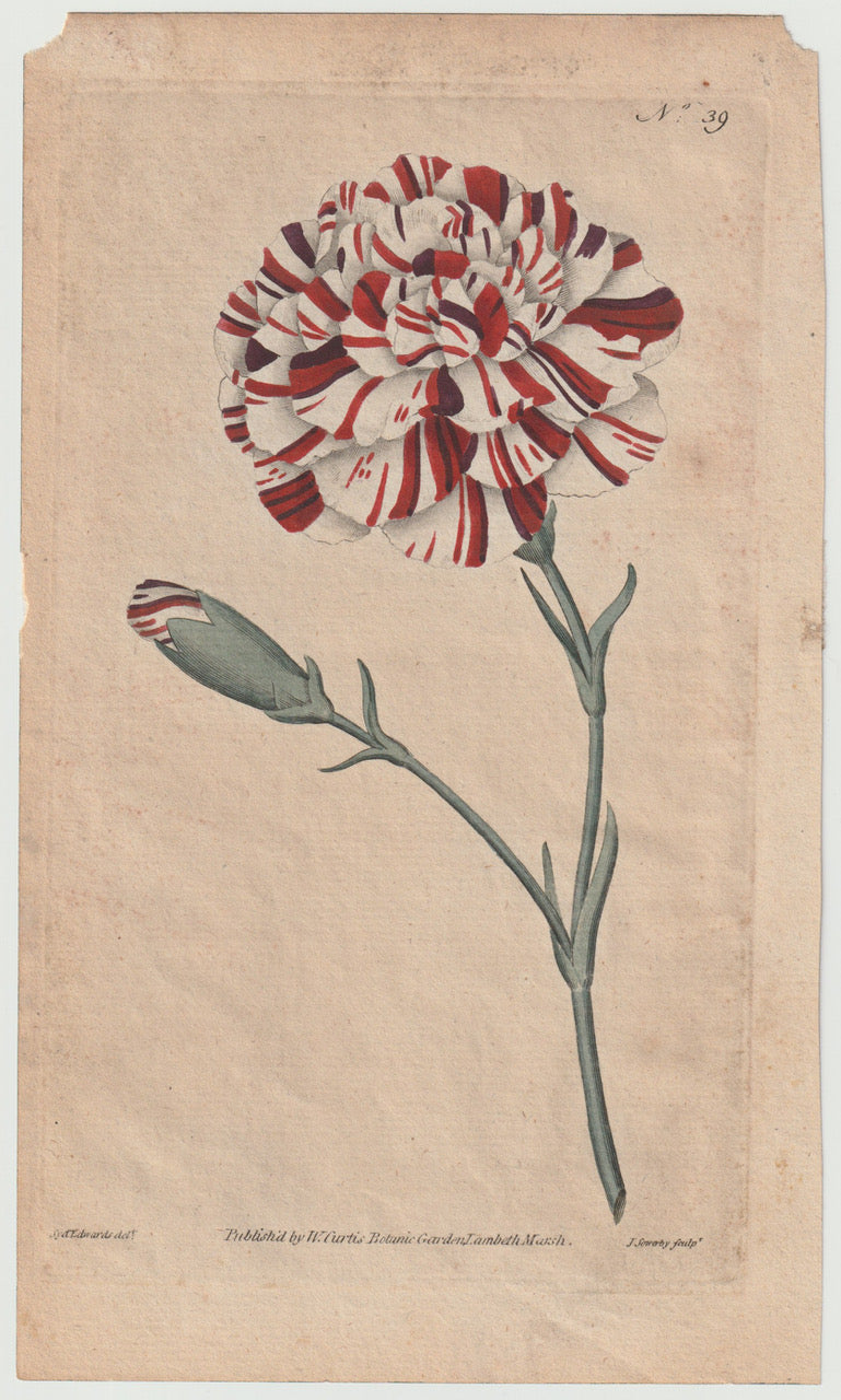 Gartennelke Kupferstich 1790 | kolorierter Originaldruck