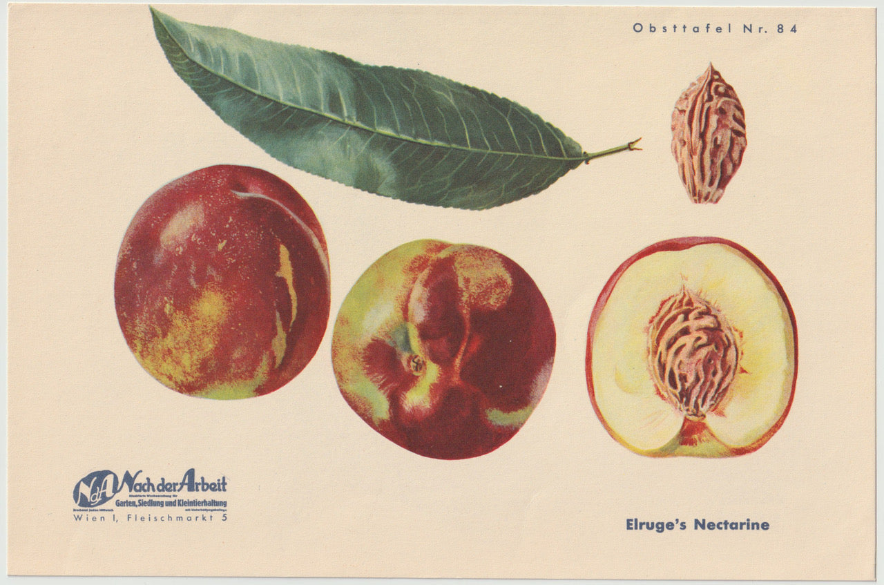 Nektarine Vintage Obsttafel original 1940