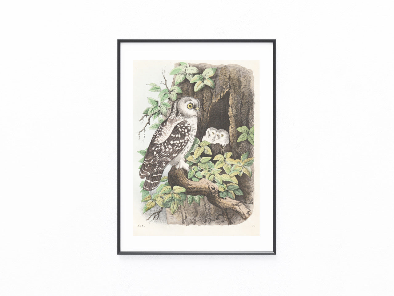 Original Eule mit Jungen Tafel 1858