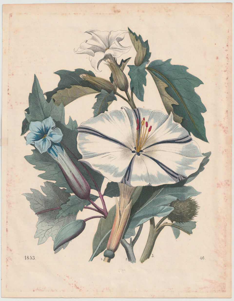 Datura stramonium 1853 | kolorierter Originaldruck