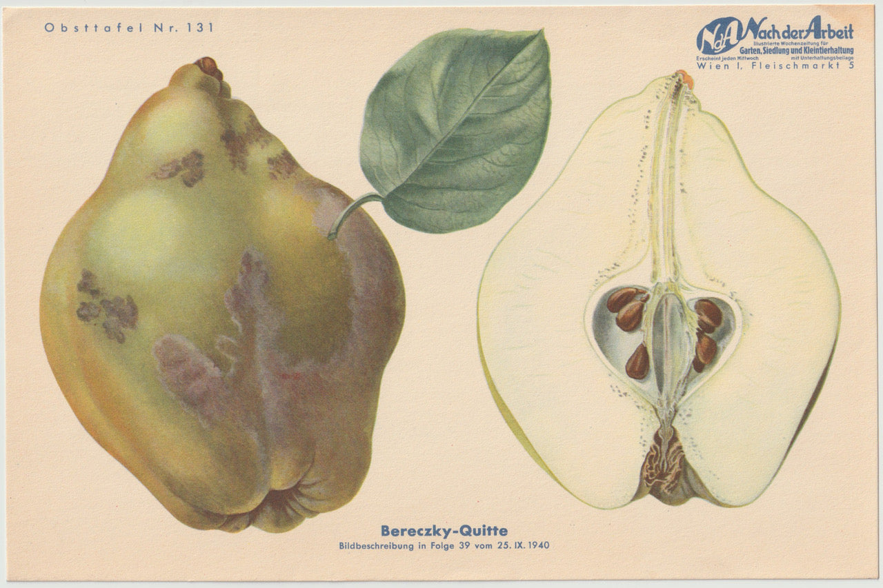 Quitte Vintage Obsttafel original 1940