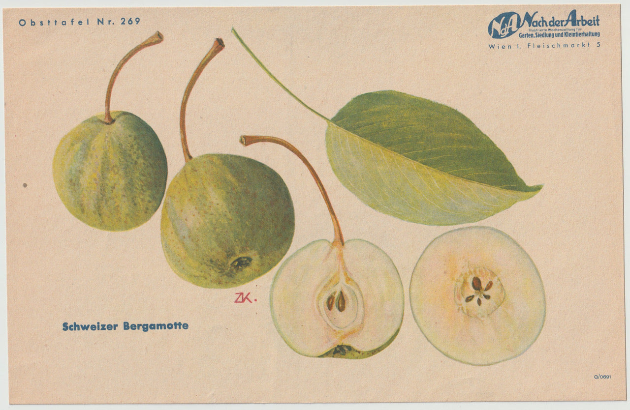 Schweizer Bergamotte Vintage Obsttafel 1940