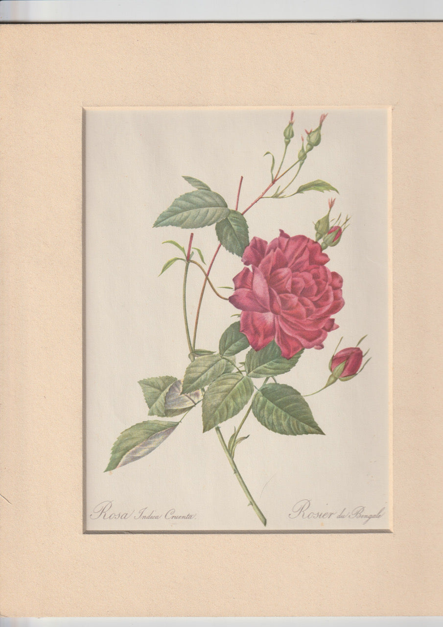 Rosa Indica Cruenta Kupferstich 1880 | Originaldruck