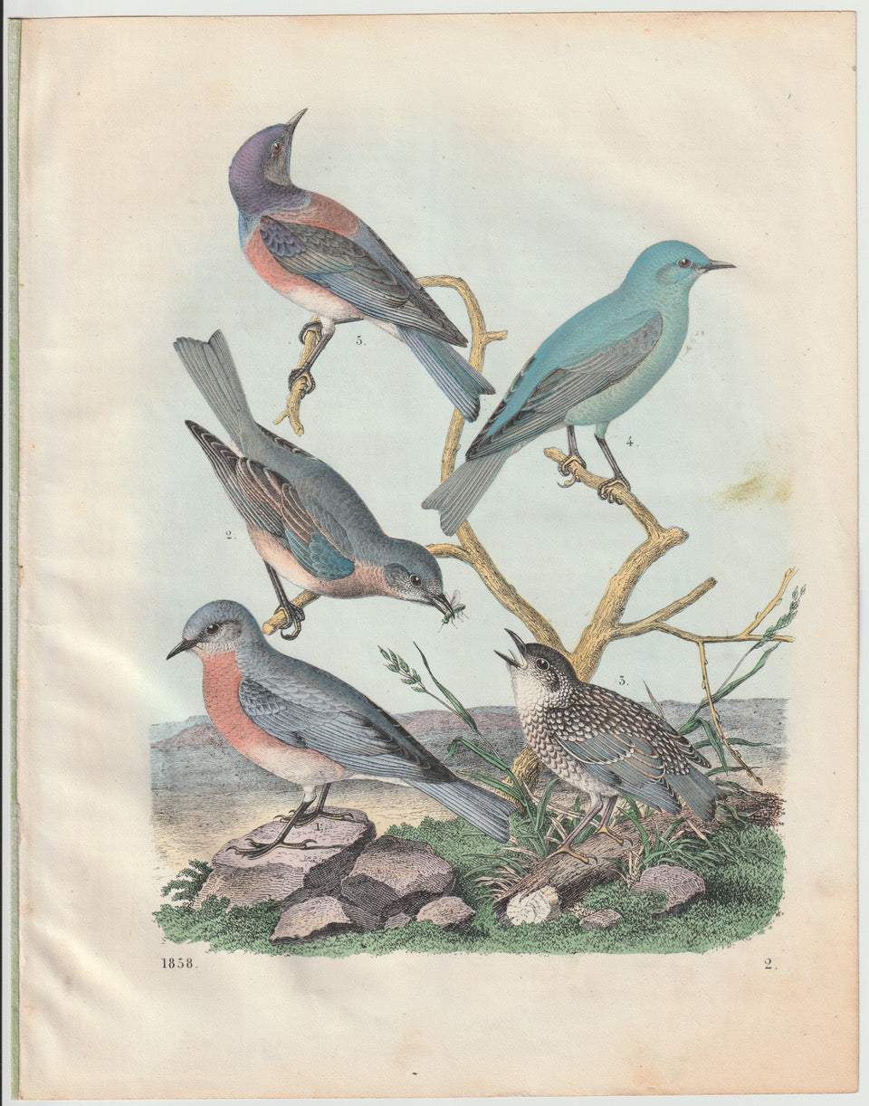 Originaltafel Singvögel Tafel 1856 Vogel Lithografie