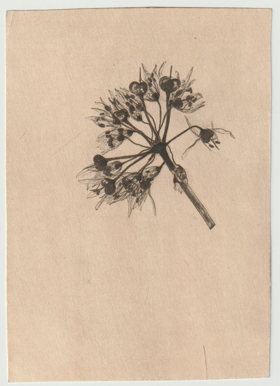 Doldenblütler Naturselbstdruck 1899 Originaldruck