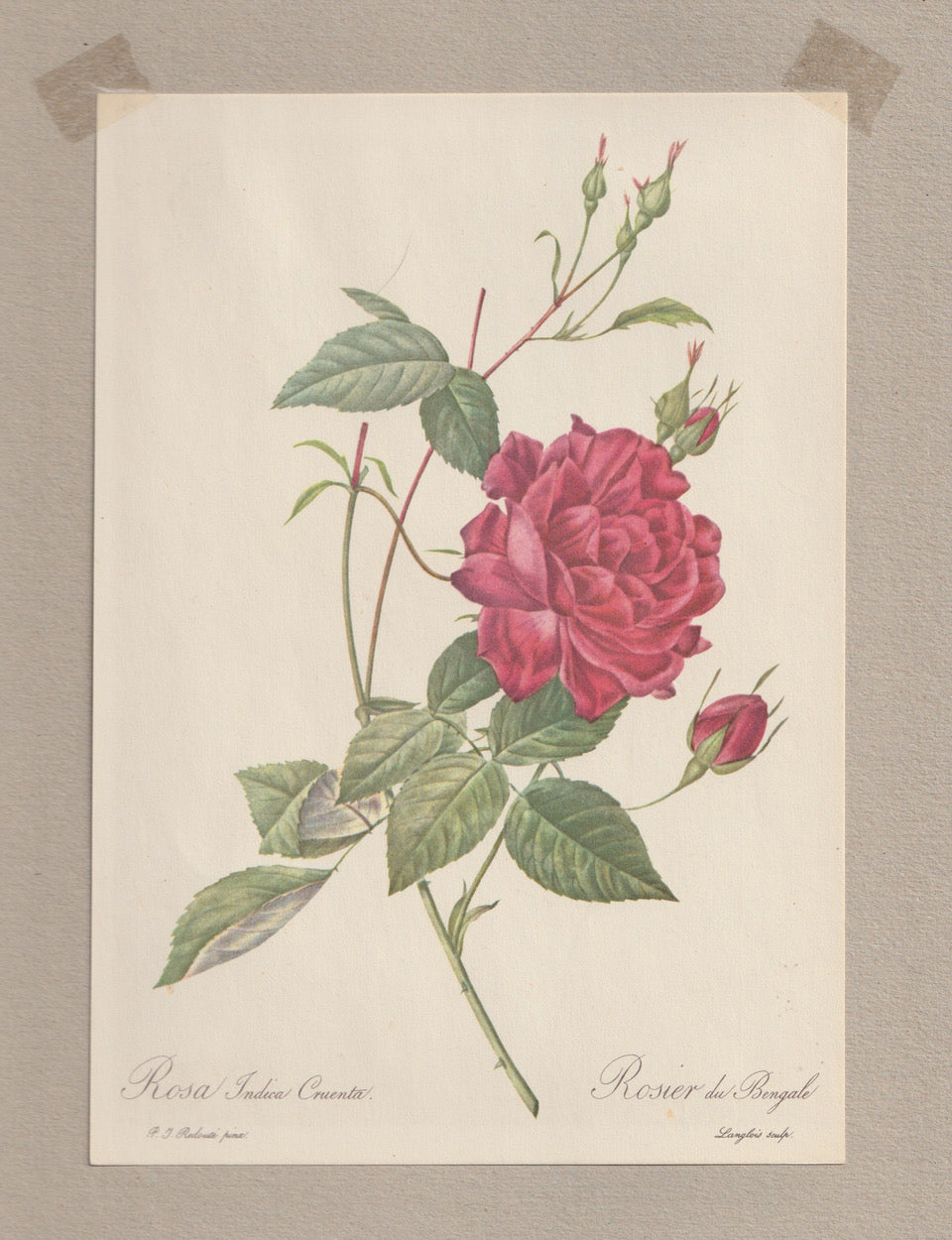 Rosa Indica Cruenta Kupferstich 1880 | Originaldruck
