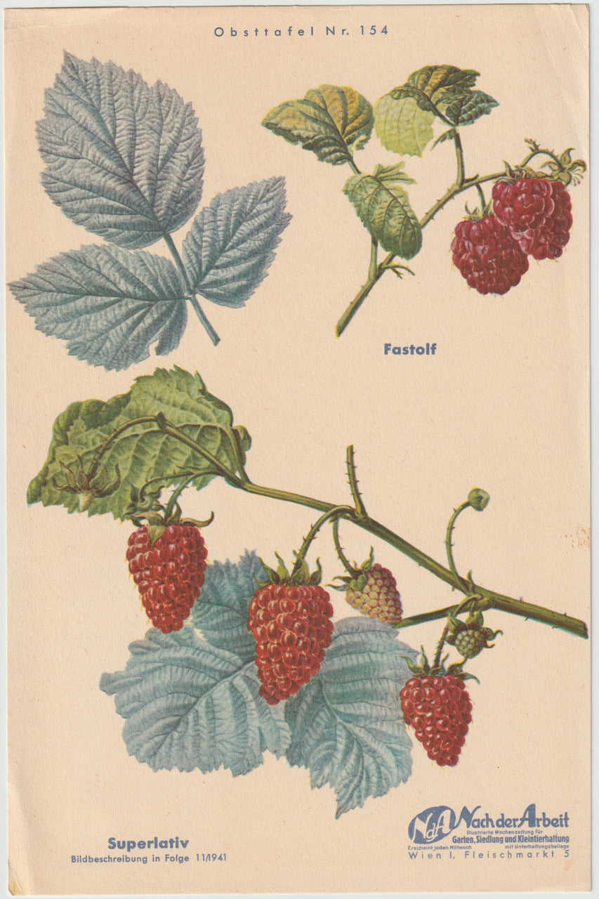 Himbeeren Vintage Obsttafel original 1940