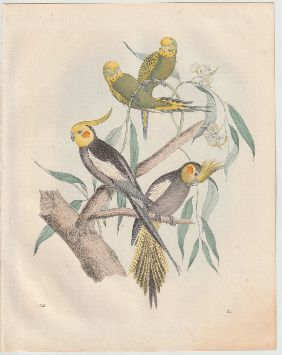 Original Wellensittich & Nymphensittich Tafel 1858