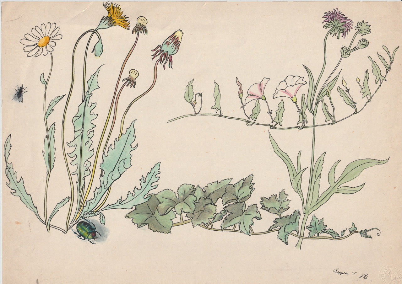 Jugendstil Botanikstudie 1905 Aquarell Tusche Naturillustration