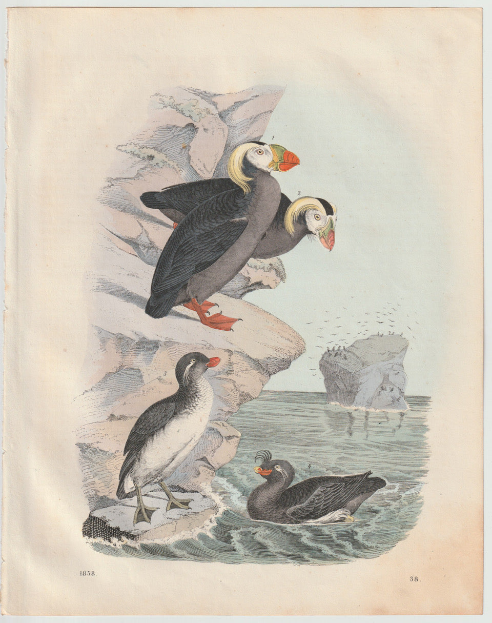 Original Papageitaucher & Trottellummen Tafel 1858