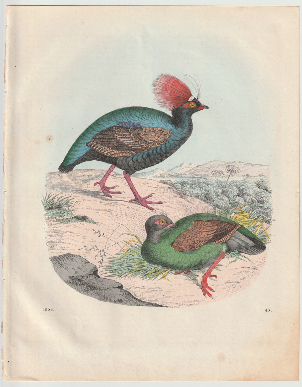 Original Kronen-Taube Tafel 1858