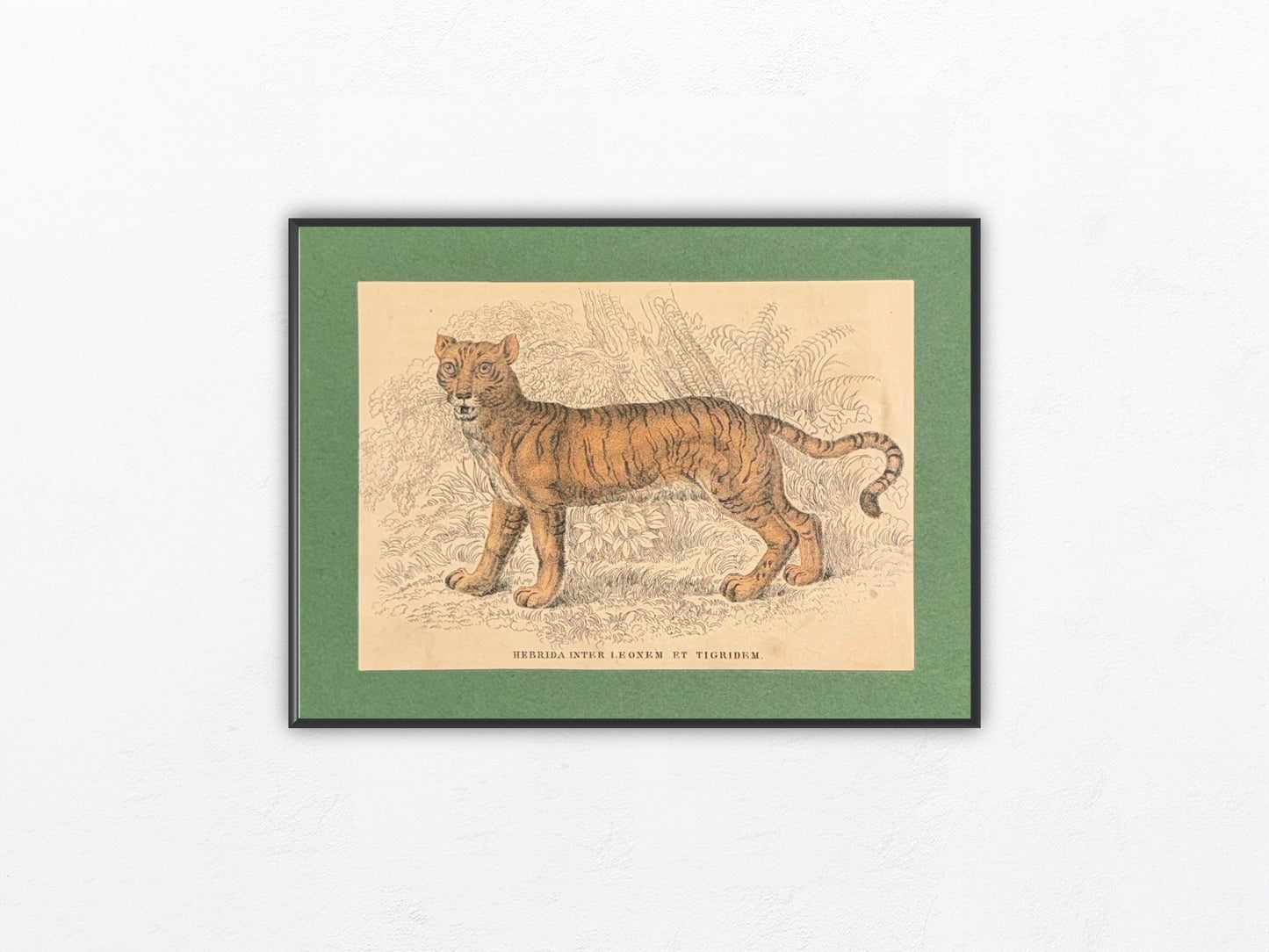 1860 Liger Raubtier Hybride Löwe Tiger | Seltene Original Tierdarstellung Hybrida