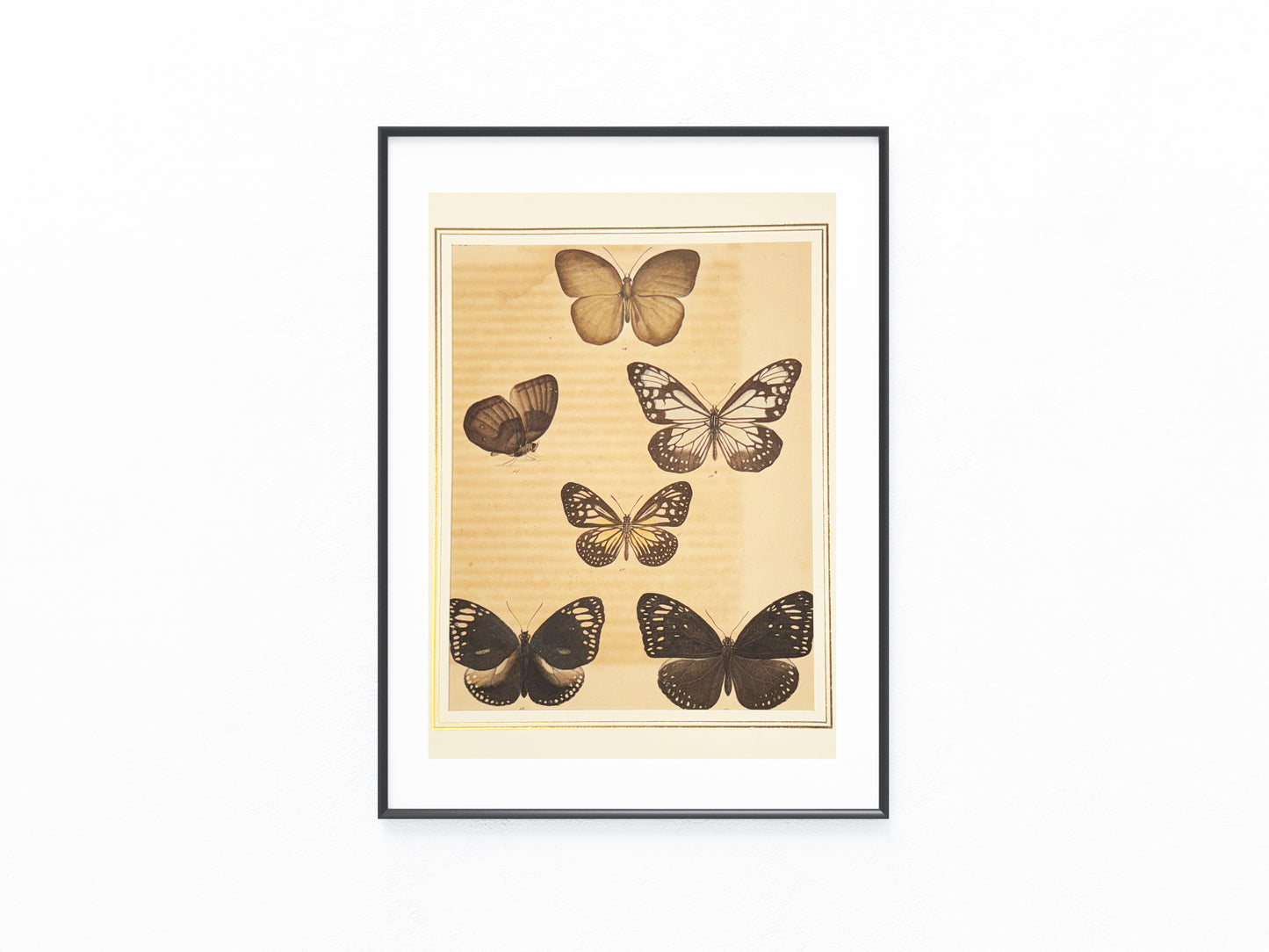 Original Schmetterlingse Tafel 1850 | Exotische Falter in Naturfarben | koloriert
