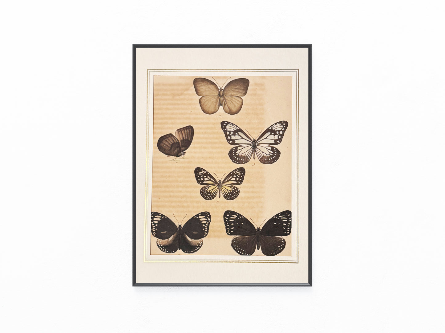 Original Schmetterlingse Tafel 1850 | Exotische Falter in Naturfarben | koloriert