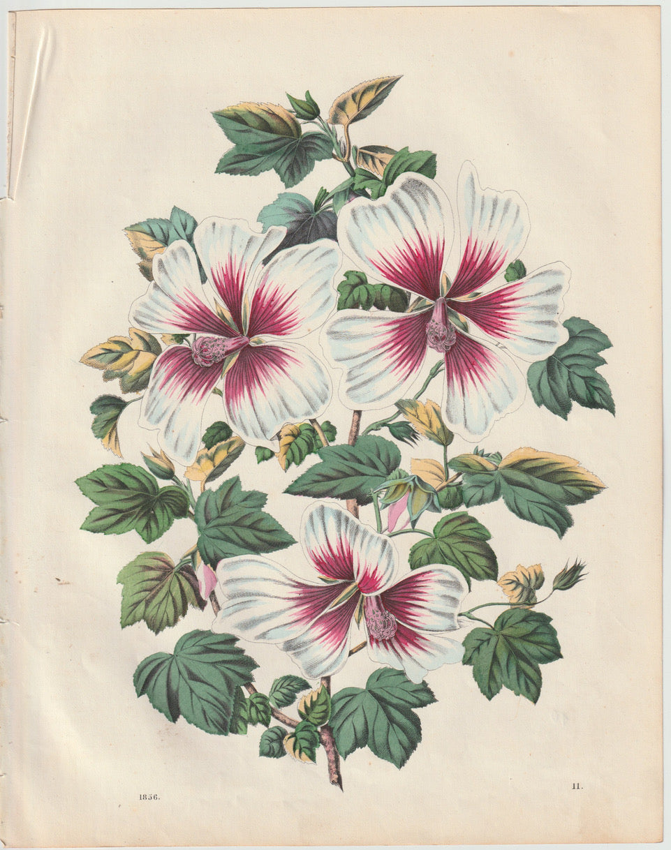 Original Malven Malvenblüte Blumen Blüten 1856