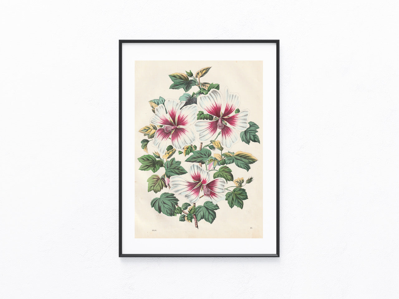 Original Malven Malvenblüte Blumen Blüten 1856