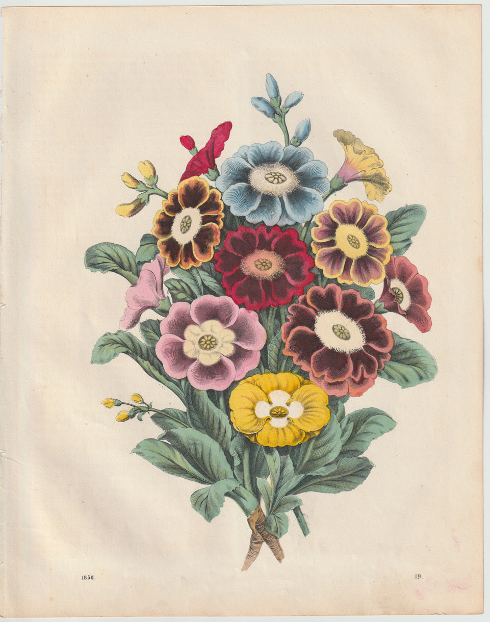 Original Primeln Primelstrauß Lithografie 1856