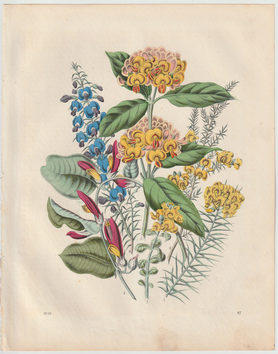 Original Tropenblumen Lithografie 1856