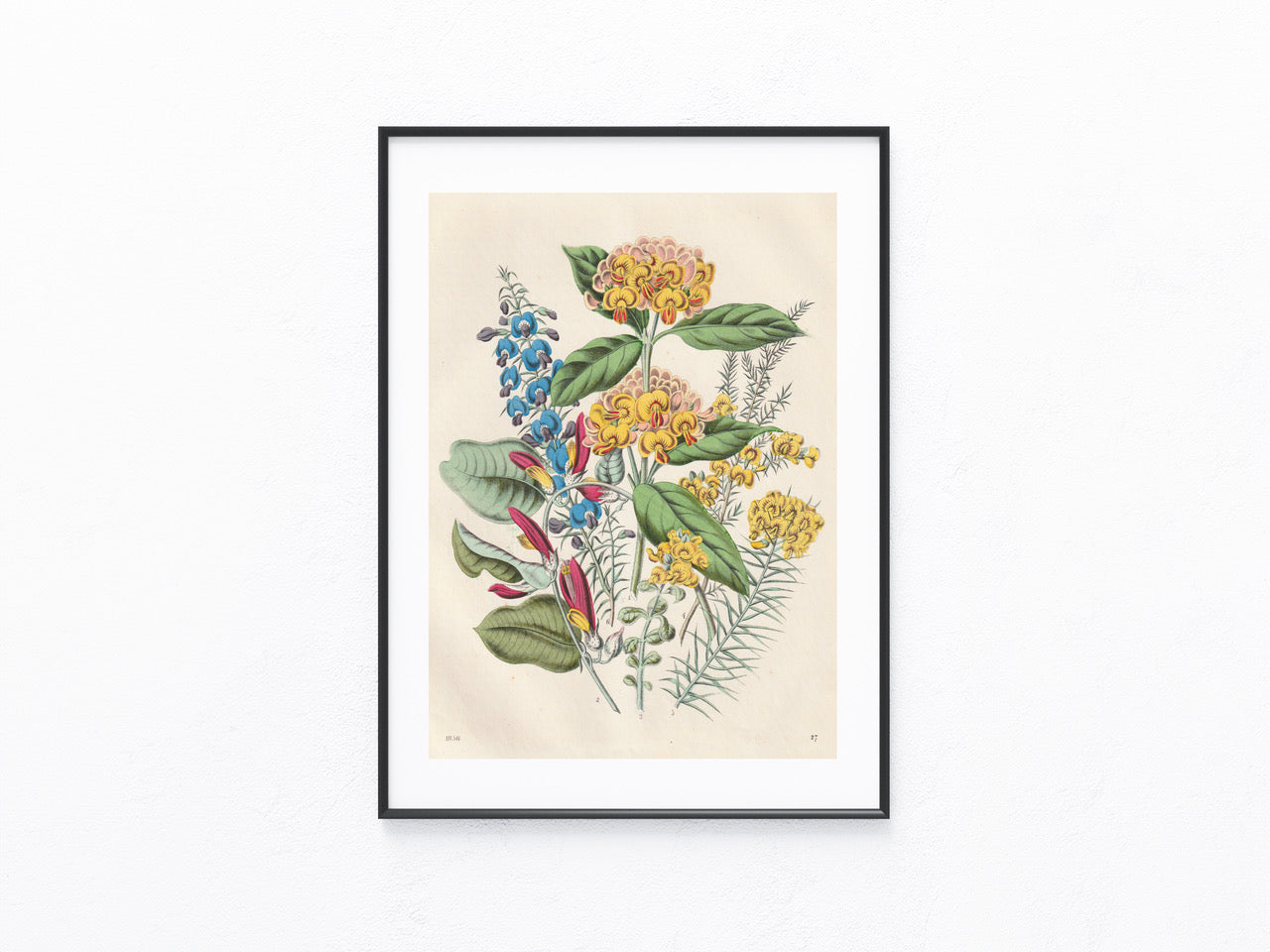 Original Tropenblumen Lithografie 1856