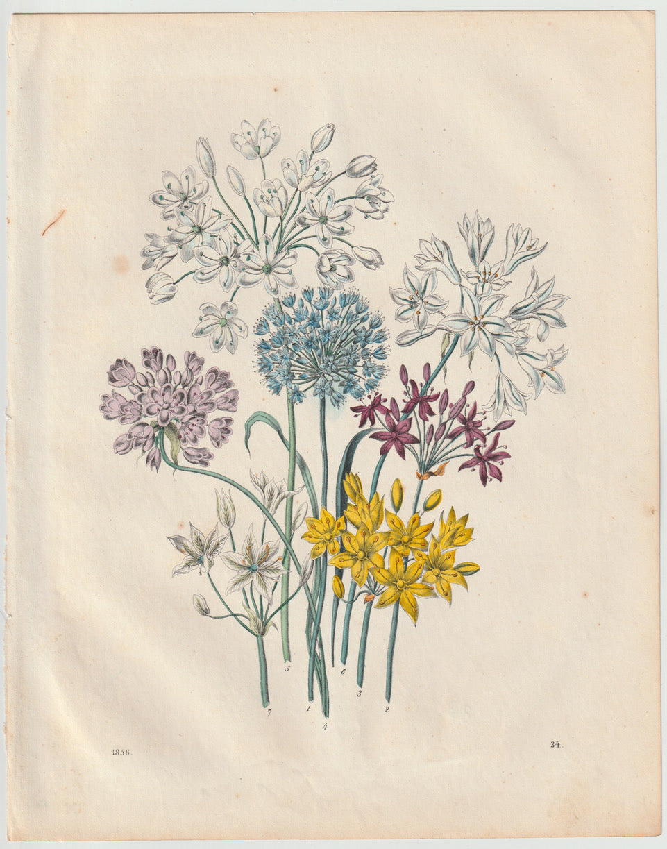 Original Zierlauch & Allium Lithografie 1856