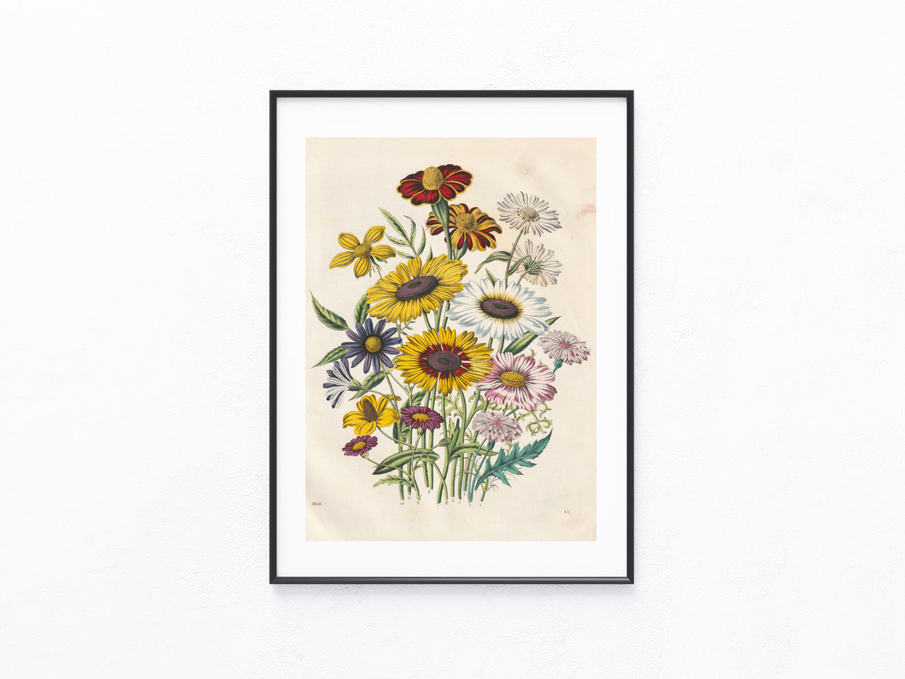 Original Wiesenblumen Blumen Lithografie 1856