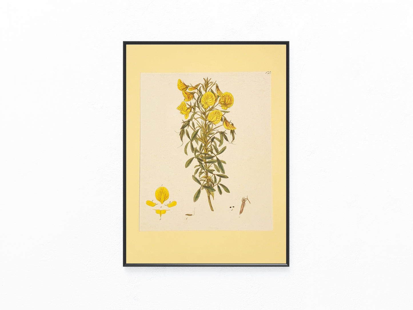 1850 Original Botanische Tafel Gelbe Blüten | Handkolorierter Druck Blumen Botanik
