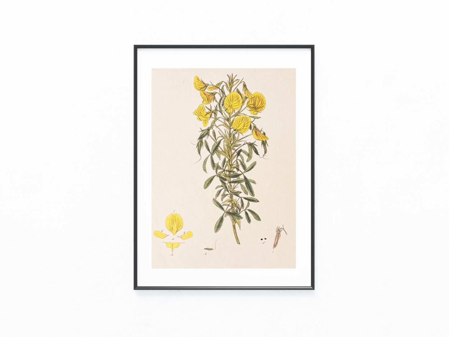 1850 Original Botanische Tafel Gelbe Blüten | Handkolorierter Druck Blumen Botanik