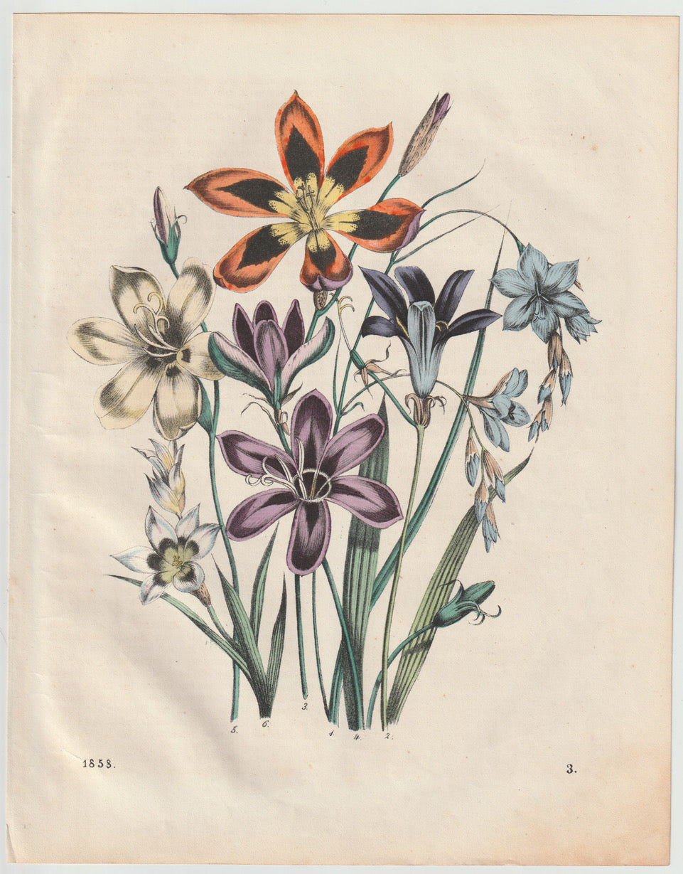 Original Liliengewächse Blumen Lithografie 1858
