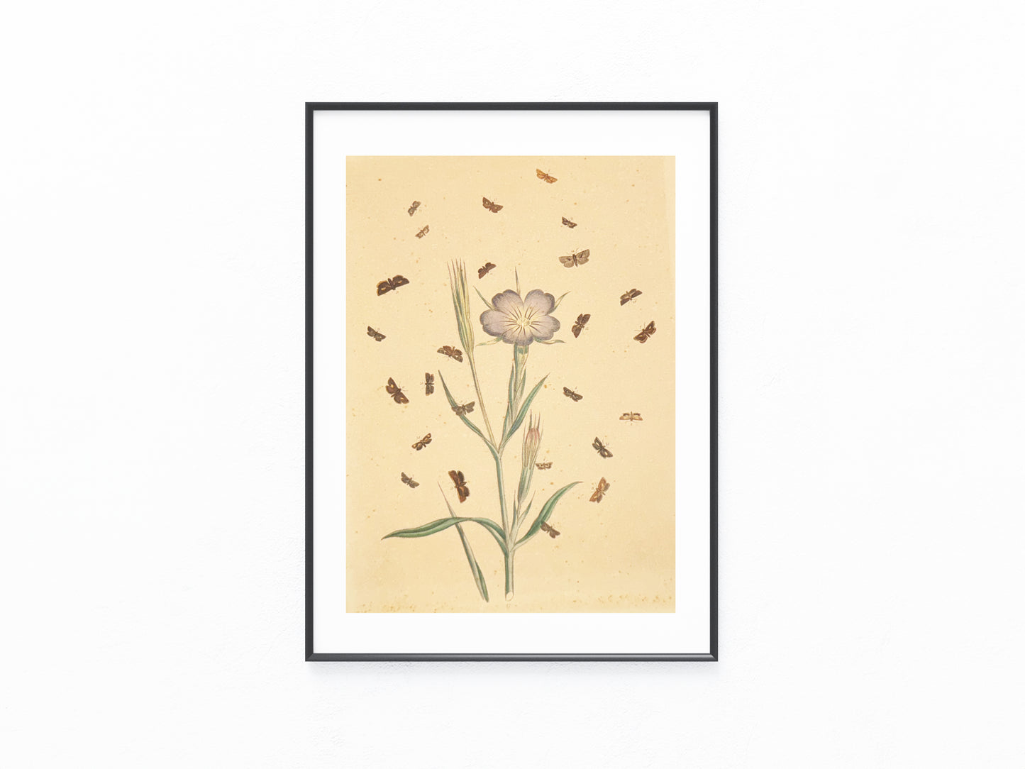1850 Original Naturstudie Blüte & Schmetterlinge | Handkolorierter Kupferstich
