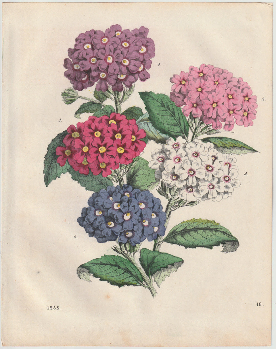 Original Primula Blumen Lithografie 1858 Primeln