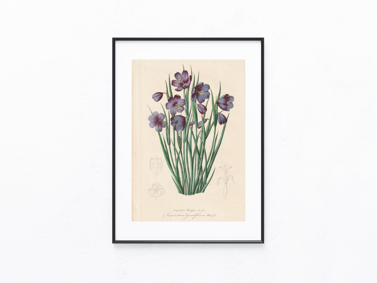 Botanische Lithografie 1846 | kolorierter Originaldruck