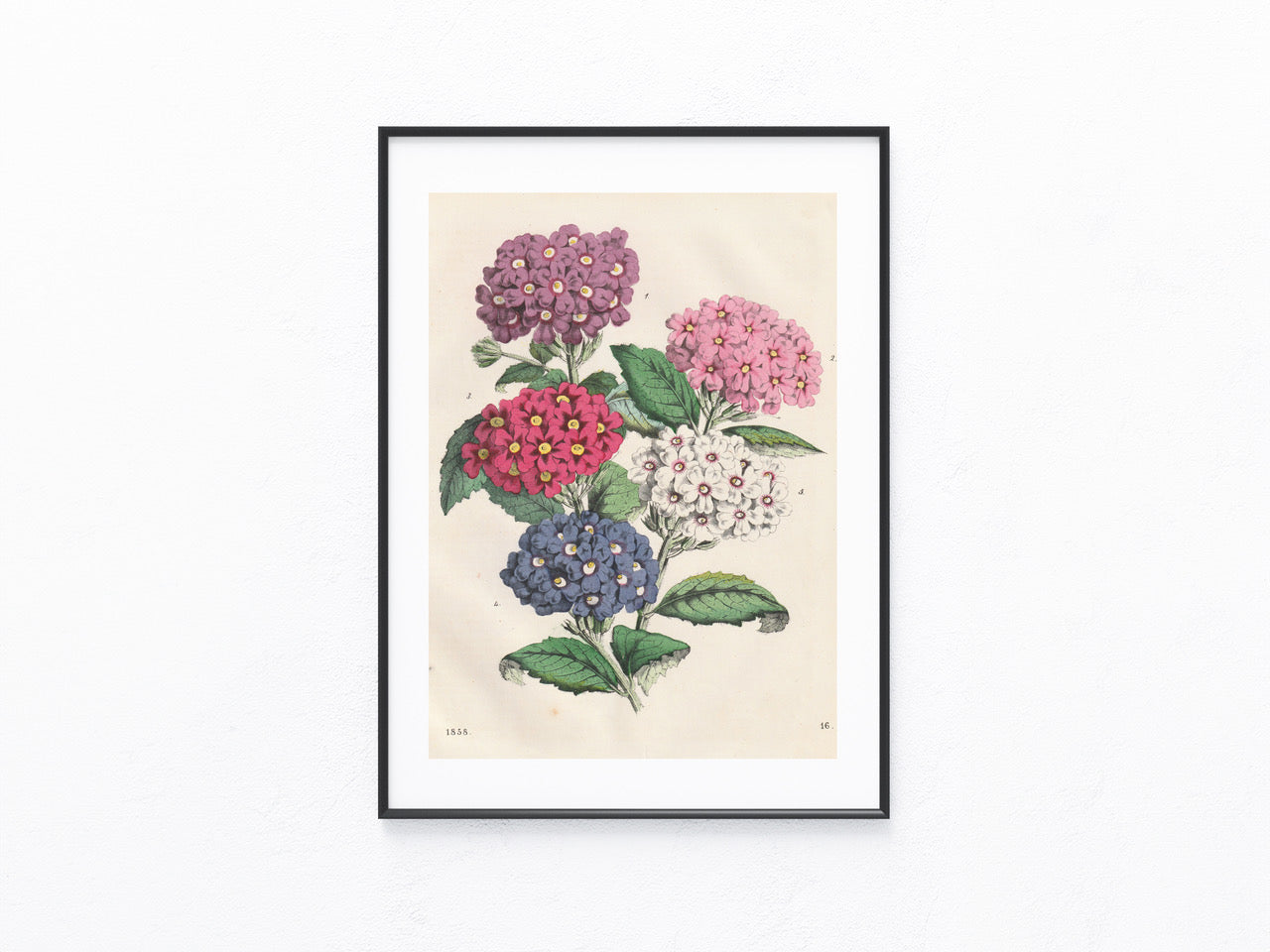 Original Primula Blumen Lithografie 1858 Primeln